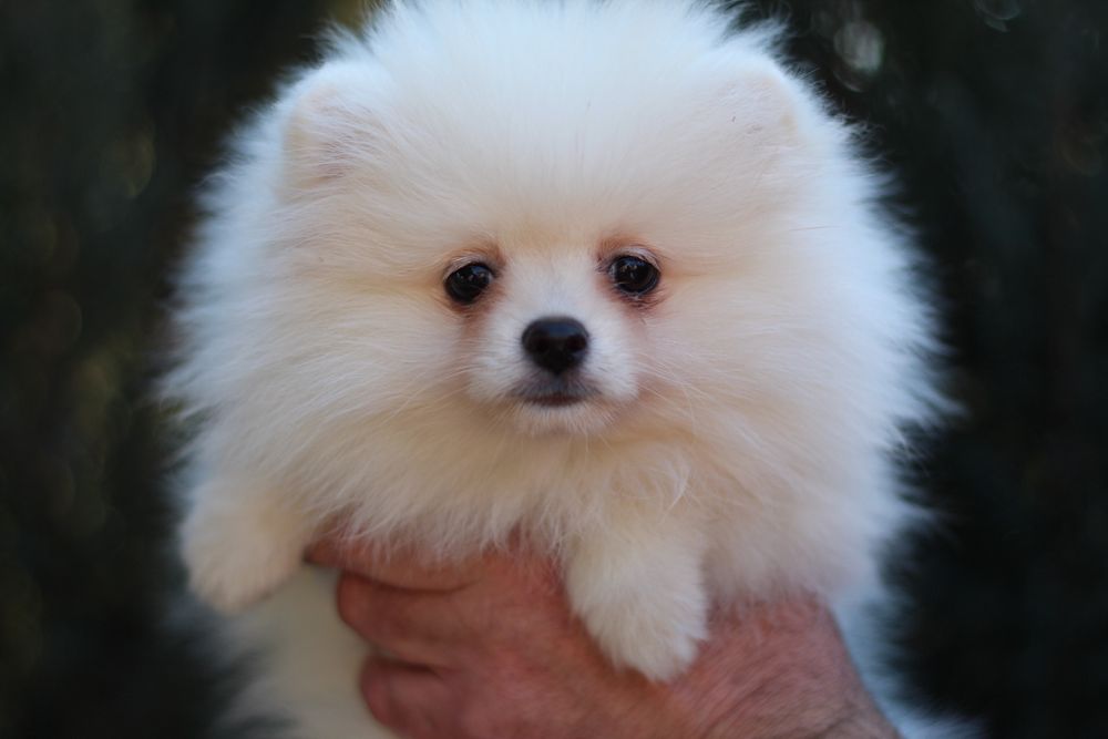 Беленькая куколка померанский шпиц