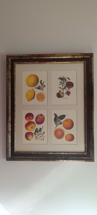 Conjunto de quadros com gravuras de frutos