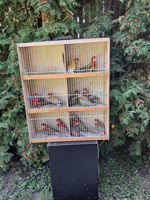 Sprzedam ptaki ze zdjecia