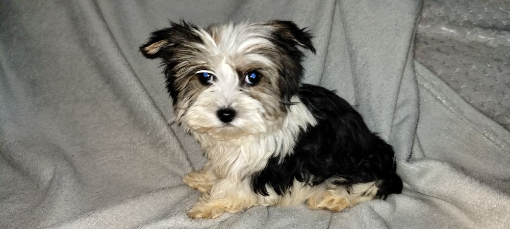 Yorkshire terrier biewer suczka