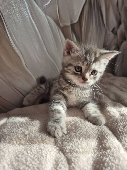 Шотландський котик