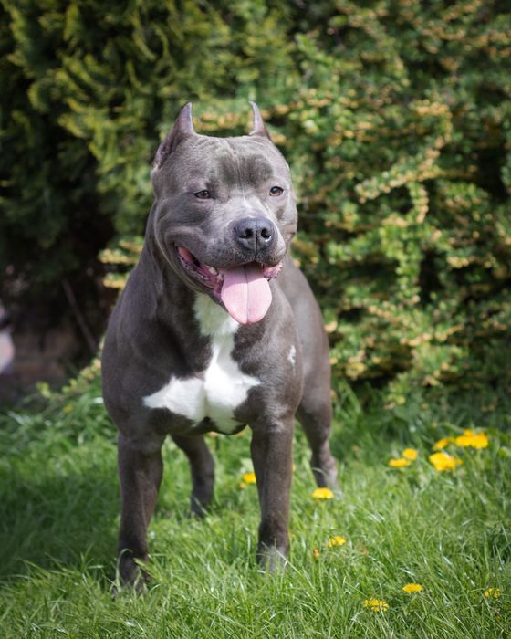 Вязка Амстафф