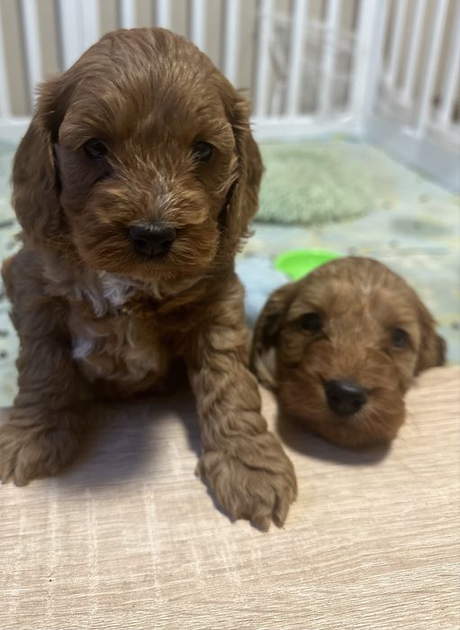 Suczka Cockapoo/ Cocapoo - Cocker Spaniel +Pudel miniaturowy