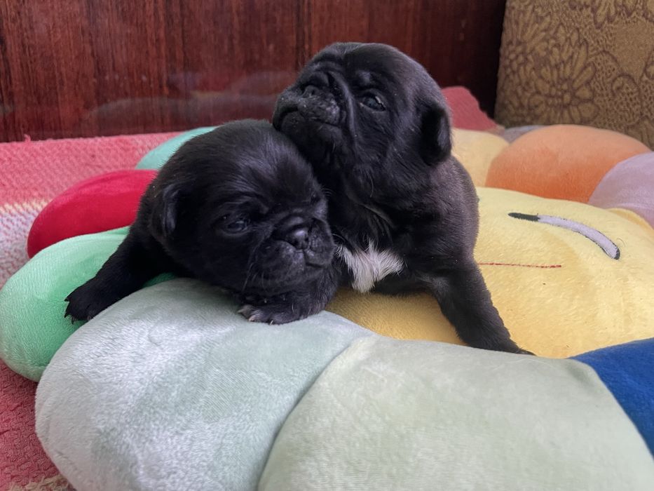 Мопс цуценята, грифон, цверг пінчер, мальтійська болонка