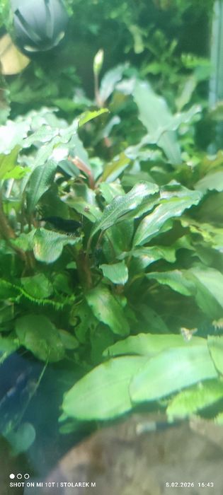 Zestaw roślin do akwarium  bez co2