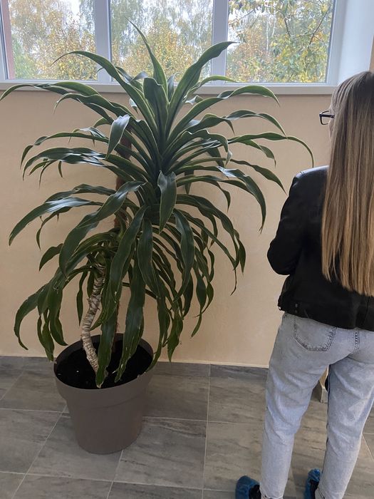 великий вазон дерево рослина