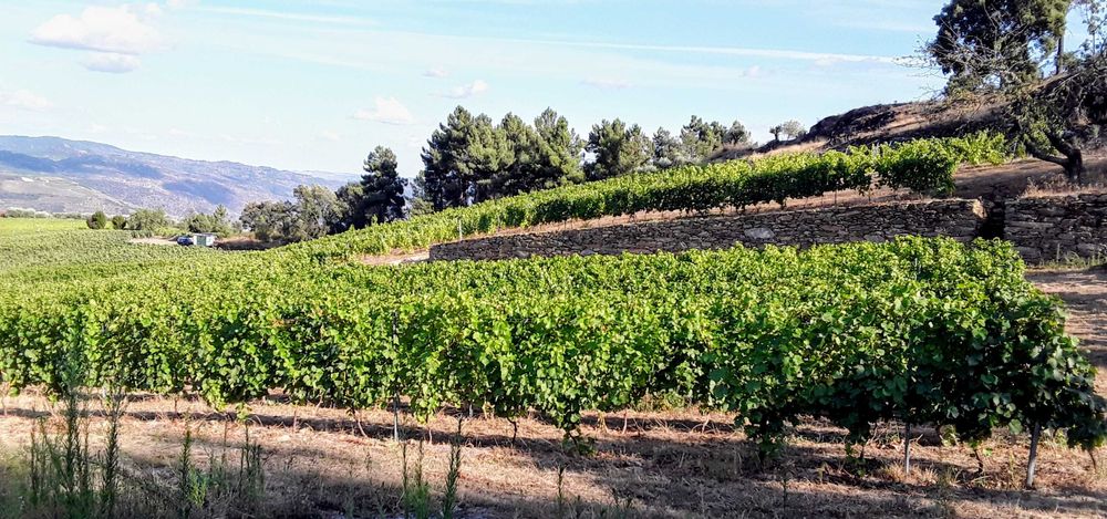 Quintinha a venda na região do Douro