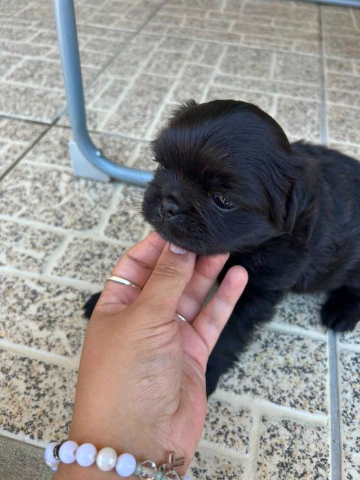 Fêmea fofinha - filha de pai pug puro