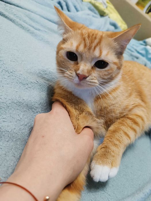 Терміново віддам рижого котика