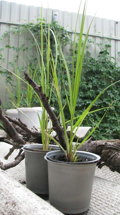 Однорічні саджанці пампасної трави рожевої (кортадерія)