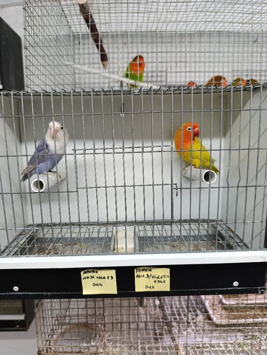 Casal de agapórnis fischeris