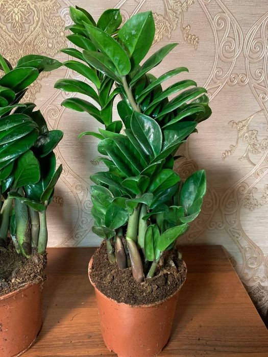 Заміокулькас Зензі