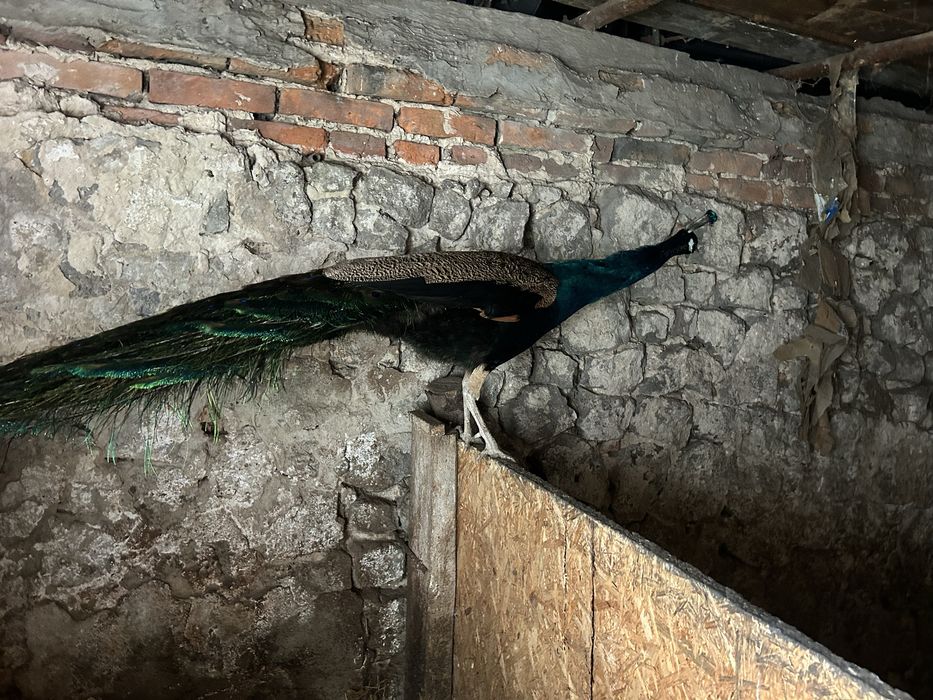 Sprzedam pawia Samiec .