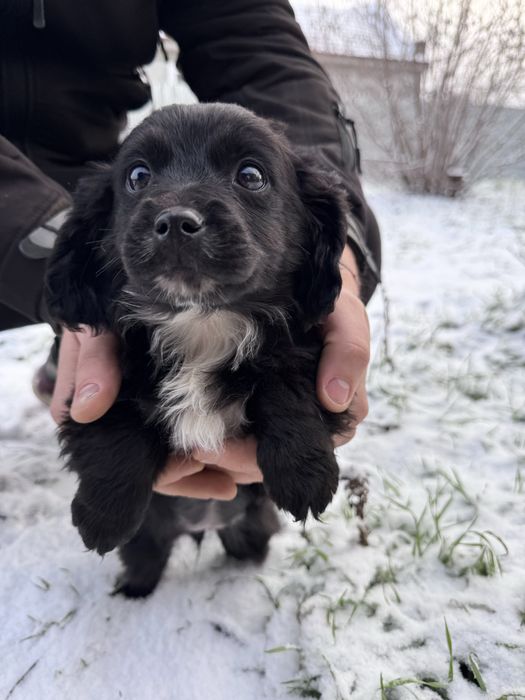 Отдам в хорошие руки щенков,метис спаниеля