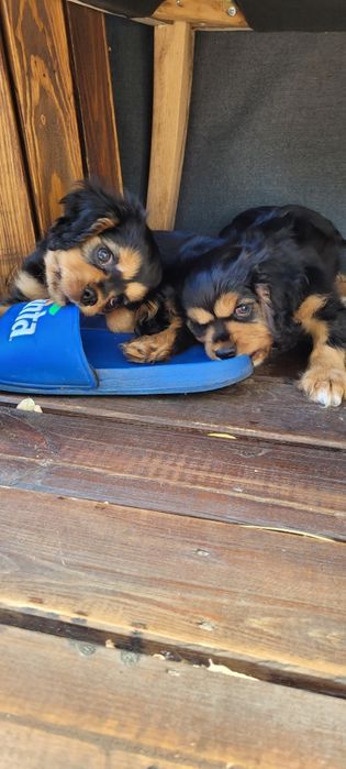 Cavalier King Charles Spaniel piesek