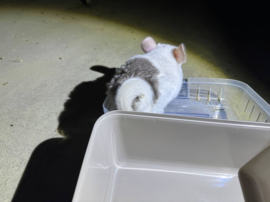 Szynszyl mozaika eksteremalna biały 5 miesięcy młody