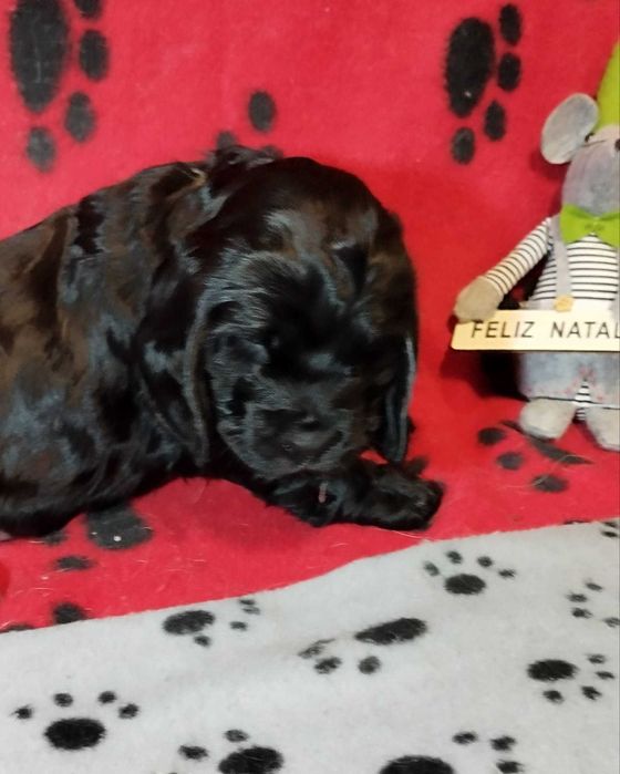 Cocker spaniel preto/a