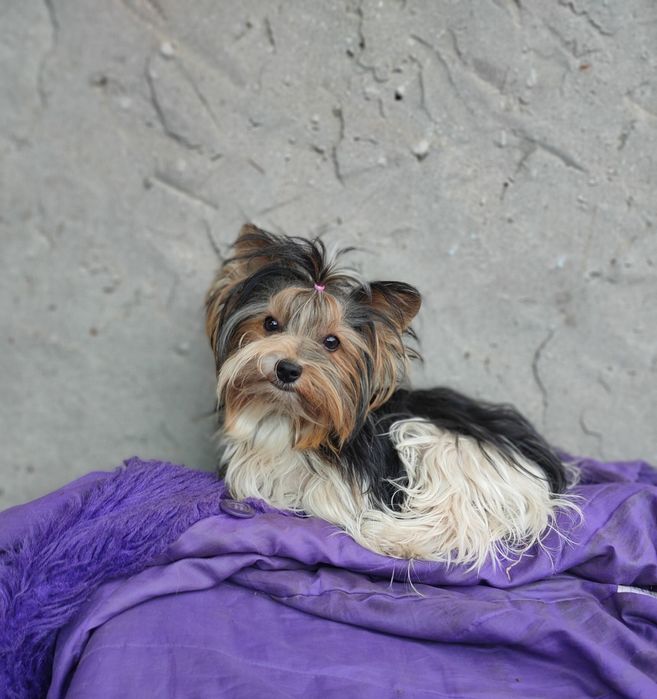 Вязка, мини бивер йорк