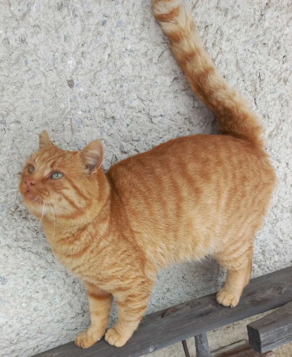 Рудий котик шукає дім