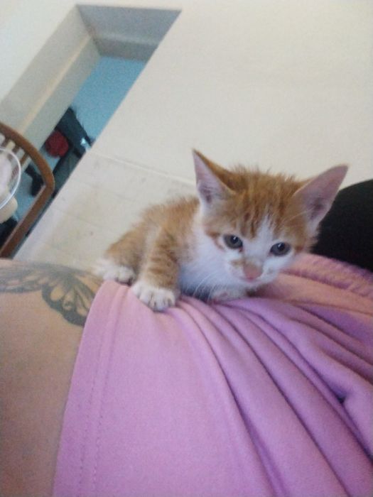 Dou gatinho bebe amarelo