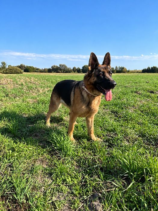 Łagodna, oddana i mądra suczka w typie owczarka poleca się do adopcji