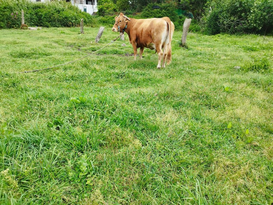 Vaca raça minhota pura