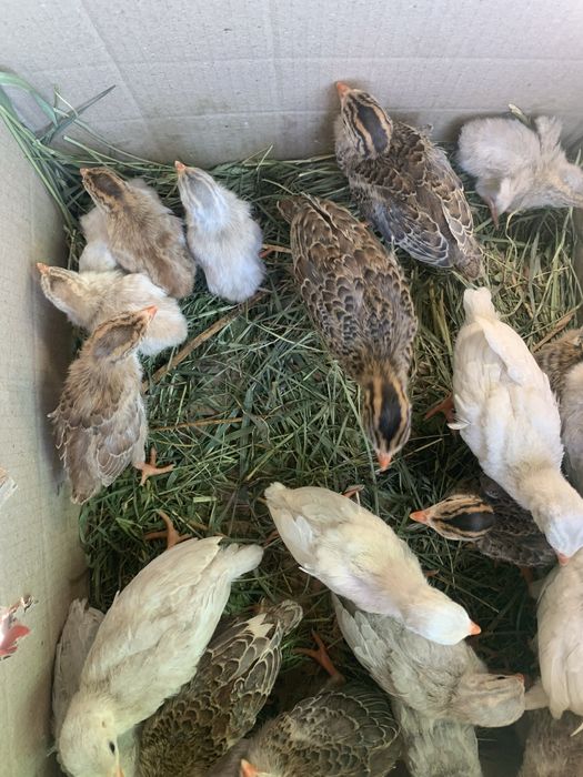 Цесарки, індики, каченята різного віку