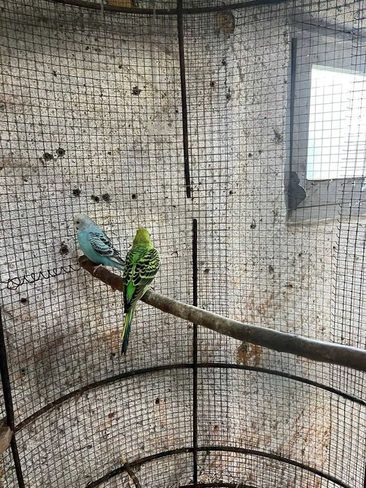 Periquitos Australianos Portador de Blackface