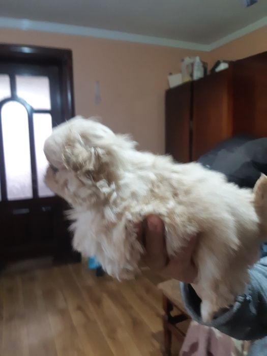 В'язка Королівського пекінеса.