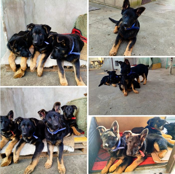 На продаж німецькі вівчарки