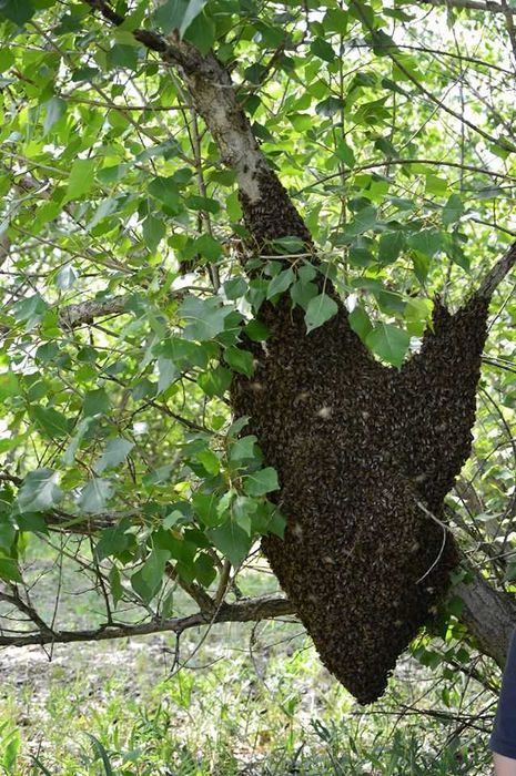 Naturalne roje pszczół, osadzone na ramce wielkopolskiej - sprzedam