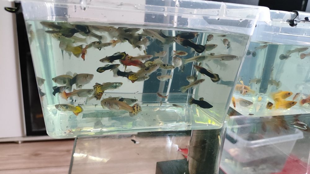 Sprzedam nadmiar małych rybek z własnego akwarium