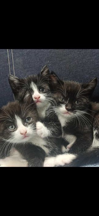 Кошенята віддам у надійні люблячі руки