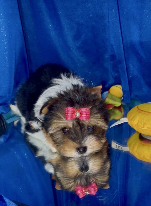 Бівер йорк цуцики, краса породи