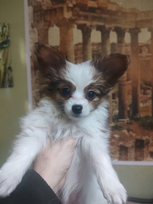 Папільйон папійон