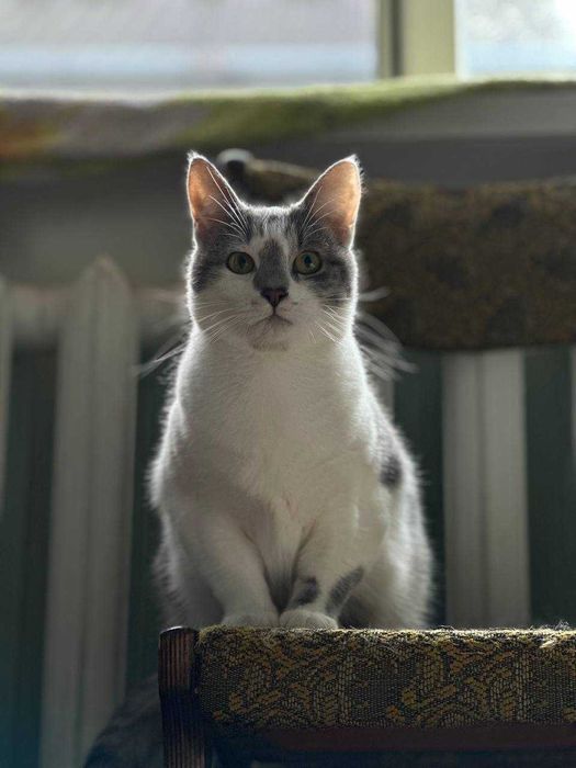 Хмаринка мріє про родину!