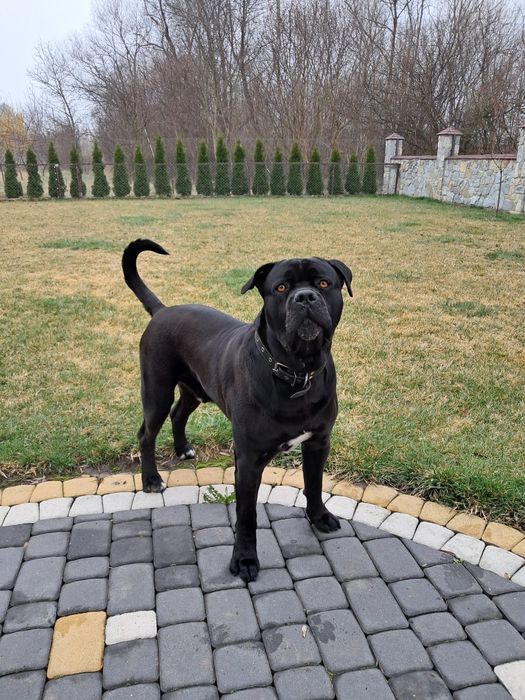 Кане корсо для вязки