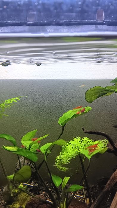 Camarões  vermelhos