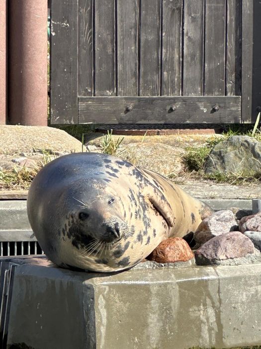 Hel - Komfortowe, duże ( 83 m2) 3 pokojowe mieszkanie