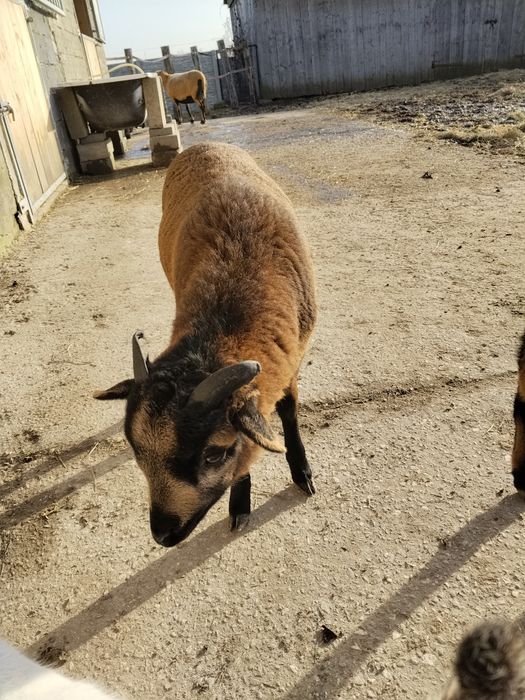 Owieczki baranki kameruńskie