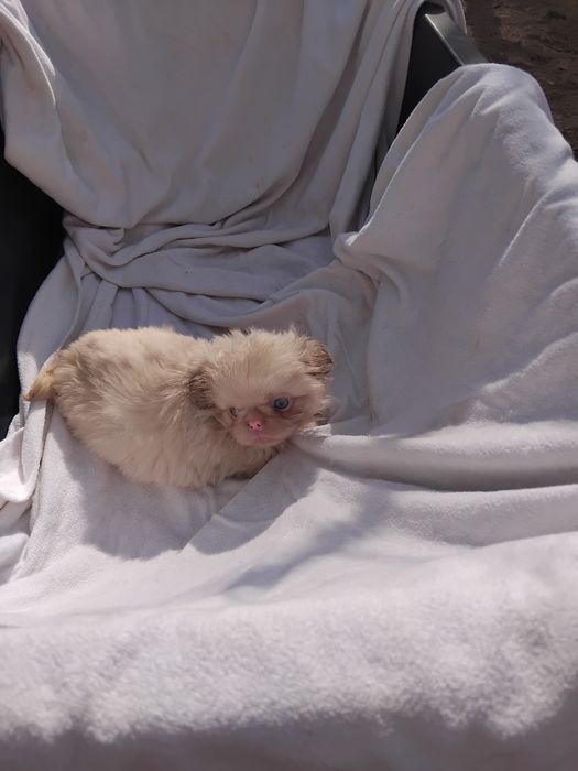 Білий пекінес з блакитними очима