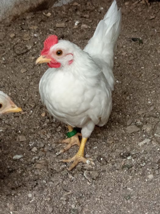 Coquiche macho para ceder