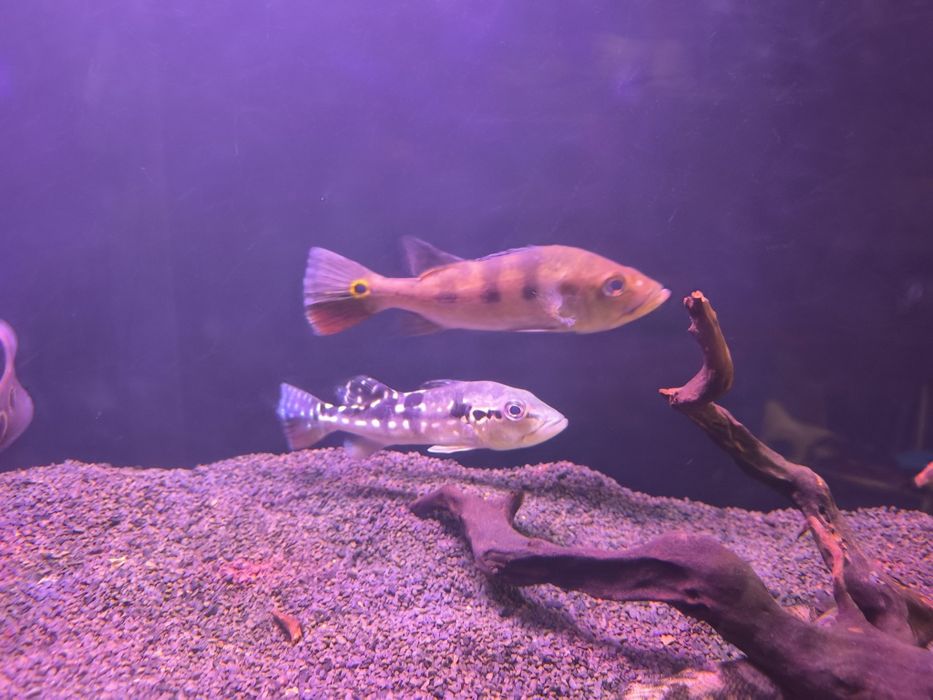 Monster Fish - Diversos -