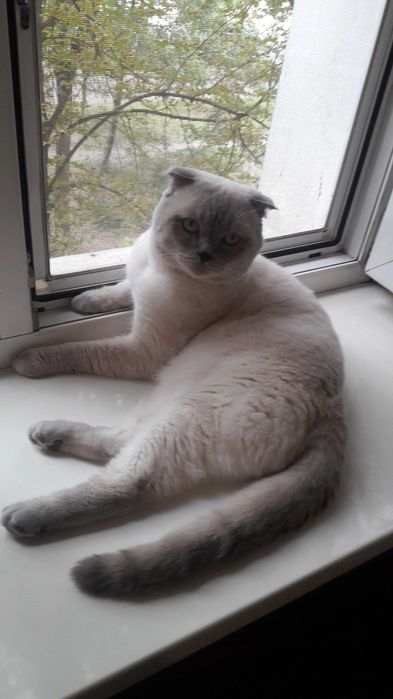 Шотландский вислоухий опытный кот ищет для вязки прямоухую кошечку