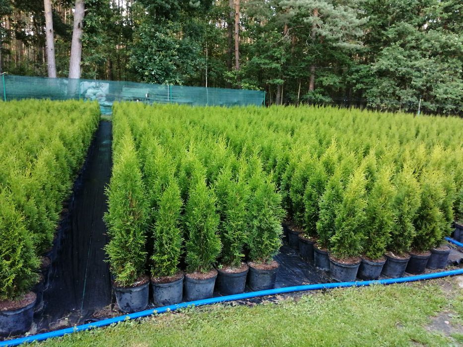 Tuja Thuja Szmaragd 5L/ 90-100 cm!!