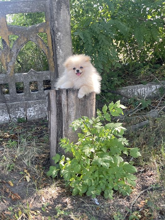 Крутезний хлопчик померанський шпіц 4 місяці , міні