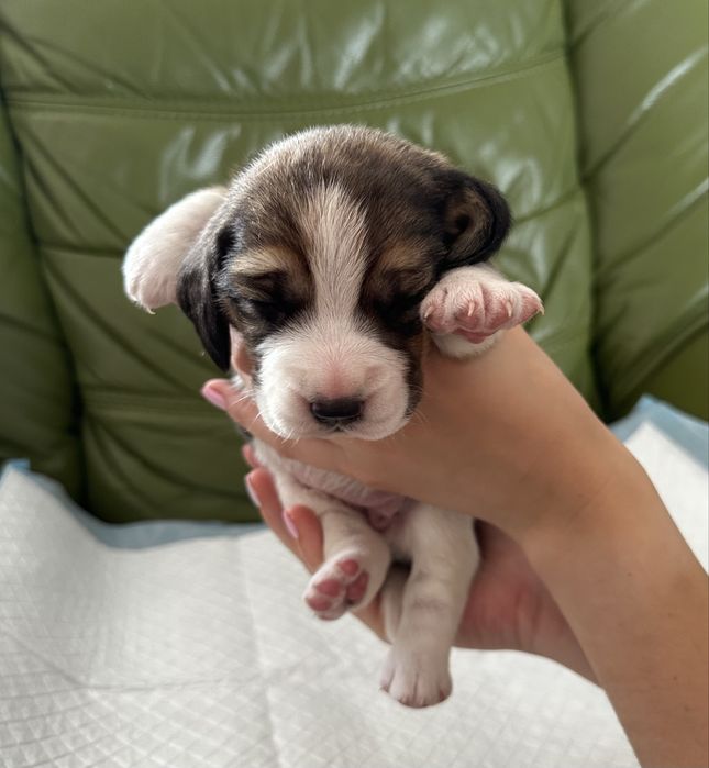 szczeniak beagle