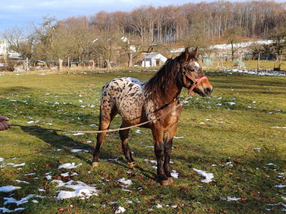 Piękny TATRANT 9 miesięcy