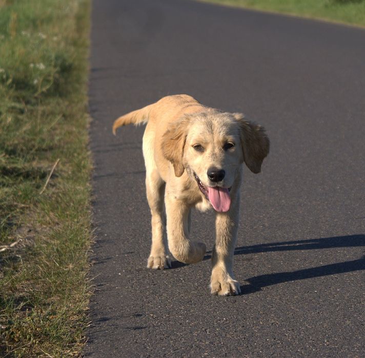 Golden retriever ciemny jasny pies transport