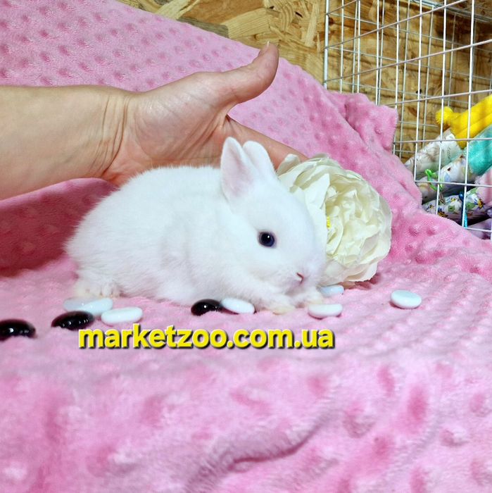 Міні гермелін,найменші кролики,карликові,карликовые,мини,декоративні